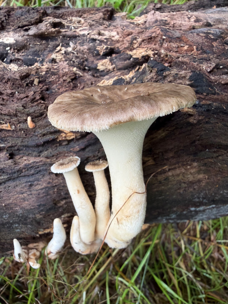 Photo © Sarah Ebdon Polyporus tuberaster by Sarah Ebdon